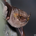 Taphozous georgianus (Common Sheath-tailed Bat) hanging on a rock surface<br />Canon EOS 6D + EF400 F5.6L + SPEEDLITE 580EXII + Better Beamer